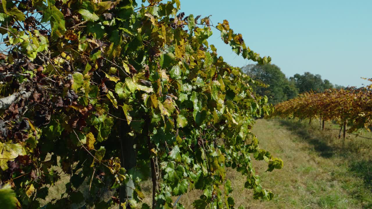 Close-up detail shot of vineyard leaves during a fall day in South Georgia. The camera smoothly pulls back, revealing rows of grapevines in a rustic countryside setting.