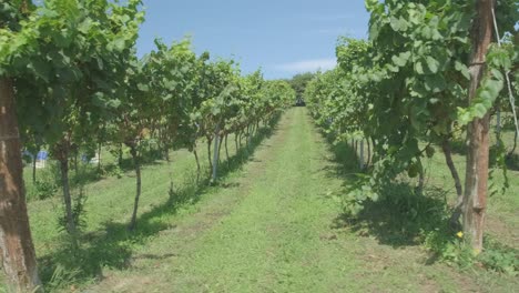 lateral displacement to the left in white grape vineyards with blue box