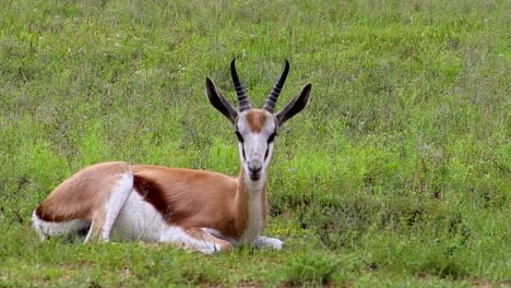 antílope africano springbuck tirado en la hierba hd 30fps