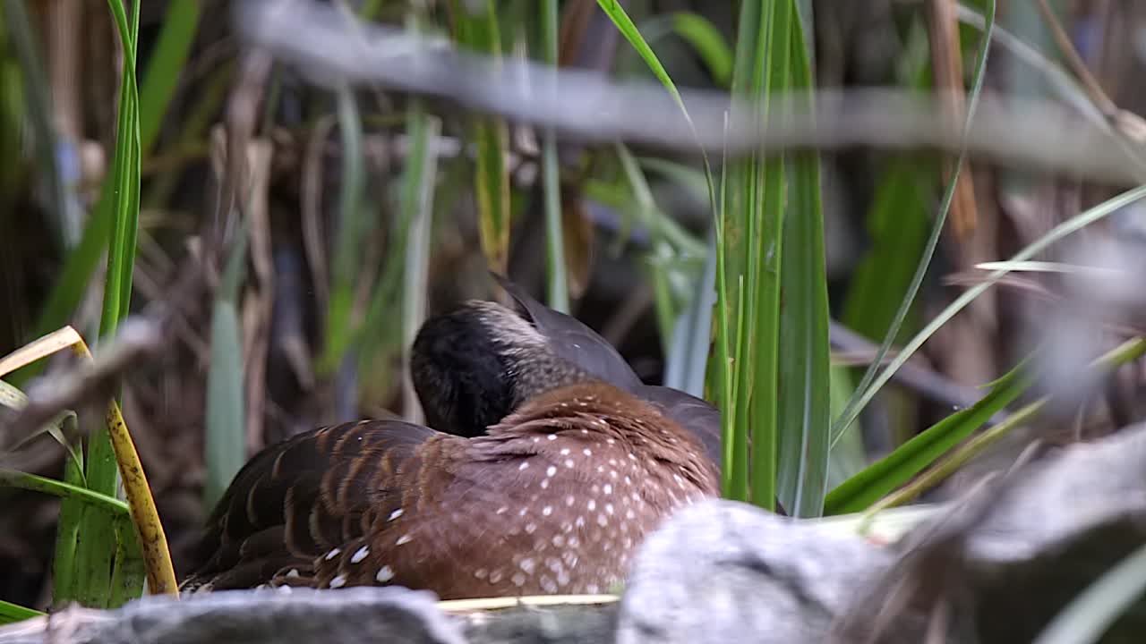 un hermoso pato silbante marrón escondido en la hierba, acicalándose - cerrar