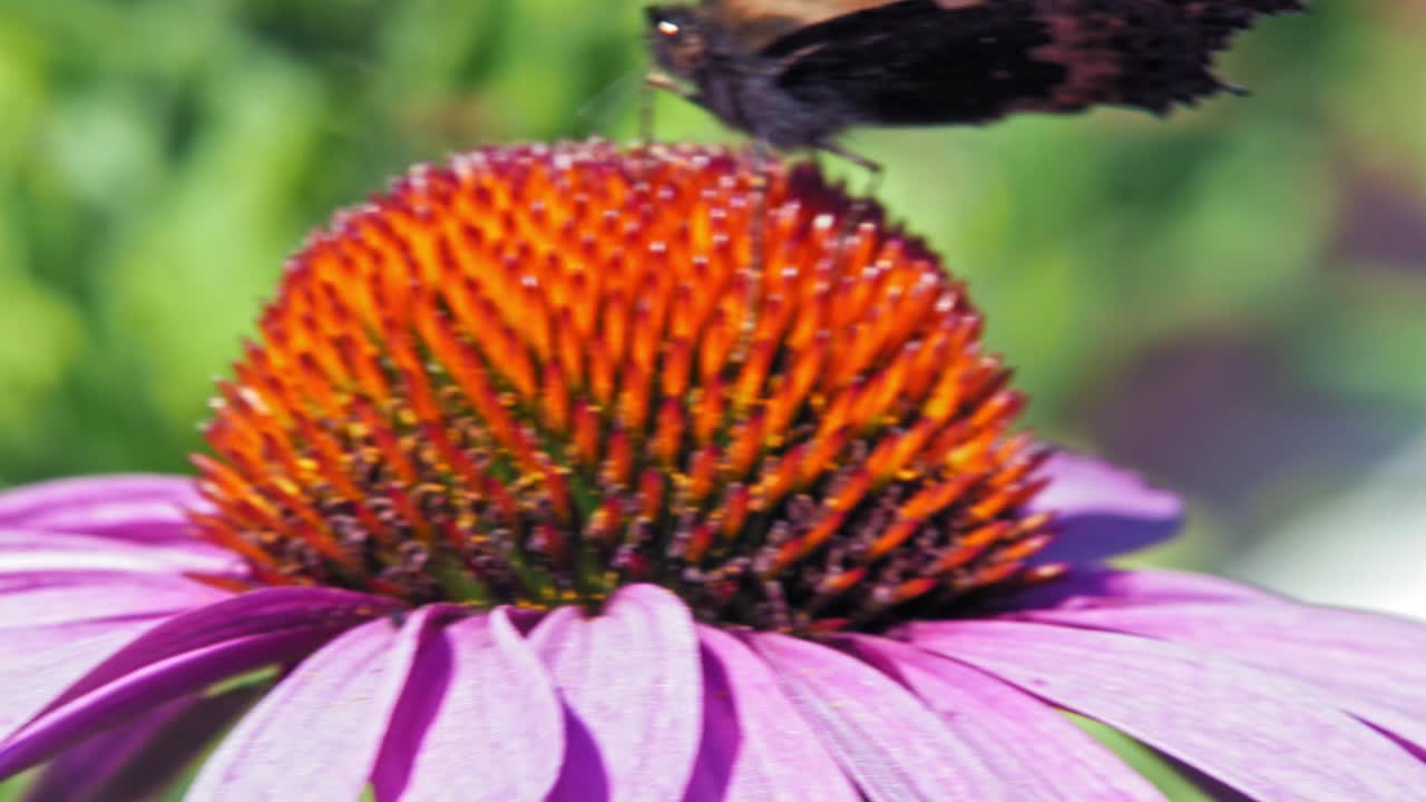 un primerísimo plano macro de una pequeña mariposa naranja de concha sentada sobre una flor cónica púrpura y recogiendo néctar