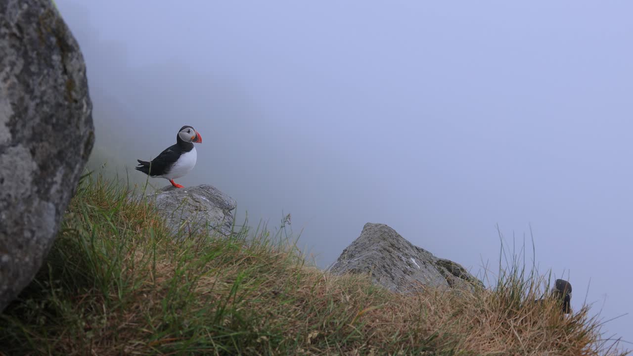 papagayo atlántico (fratercula arctica), en la roca de la isla de runde (noruega).