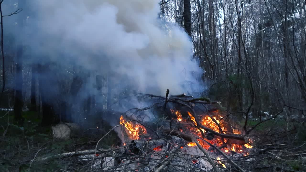 Large fire or a bonfire with vibrant orange and hot flames burning in a forest with a pillar of smoke coming out from the top in slow motion. Trees in the background with mossy ground and foliage.