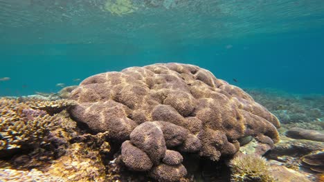 una gran formación de coral parecida a un cerebro domina esta toma estática bajo el agua