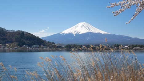 vista del paisaje natural de la montaña volcánica de fuji con el lago kawaguchi en primer plano con el árbol de flor de cerezo sakura y la flor de hierba y el viento que sopla-4k uhd video filmación corta