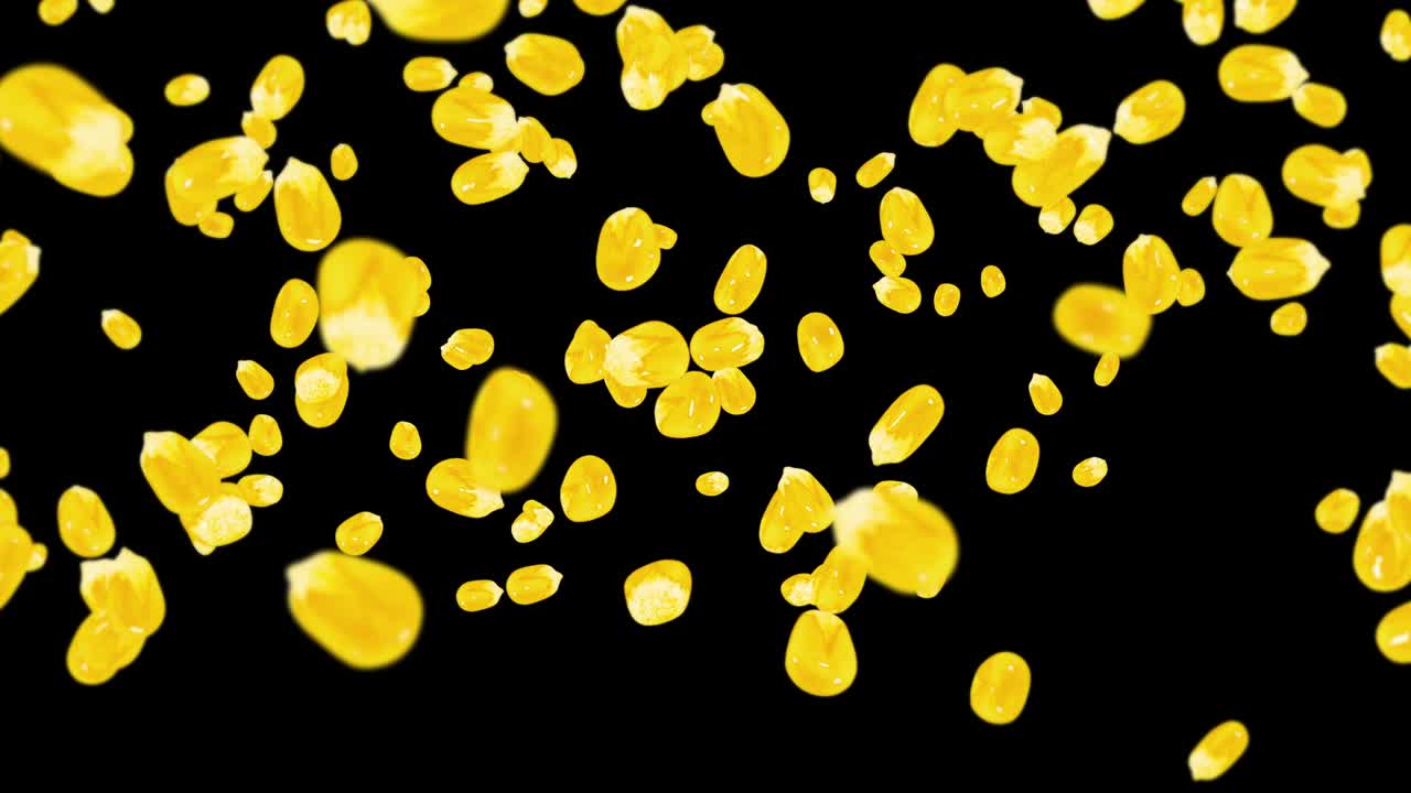 검은색 바탕에 많은 옥수수 어리를 날려. 노란색 달한 옥수스 씨. 채식주의자. 건강한 음식. 옥수수가 회전하는 3d 루프 애니메이션.