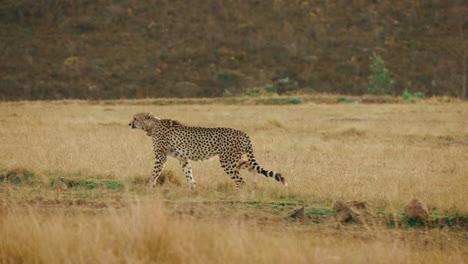 cheetah stalking prey in golden grass on african safari, handheld telephoto animal walking in 4k