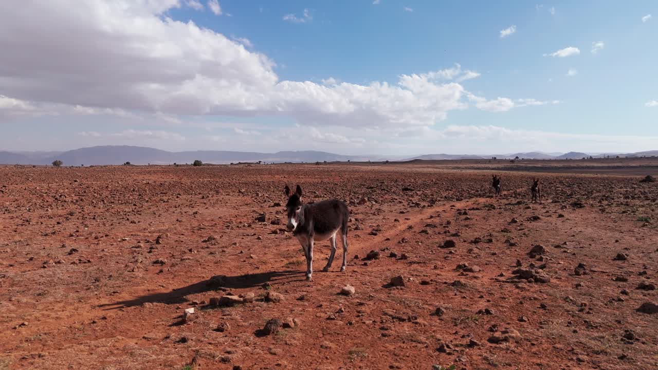 Drone shot of donkeys walking and eating in rocky morocco desert