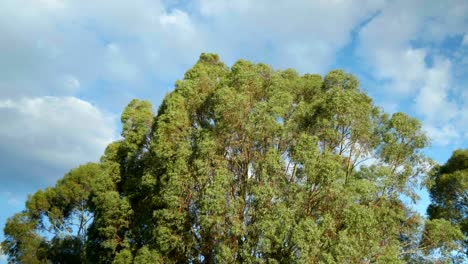 Una-Escena-Fascinante-De-Un-árbol-Meciéndose-Con-Gracia-Con-La-Brisa-Del-Atardecer,-Recortada-Contra-Los-Tonos-Cálidos-De-Una-Impresionante-Puesta-De-Sol