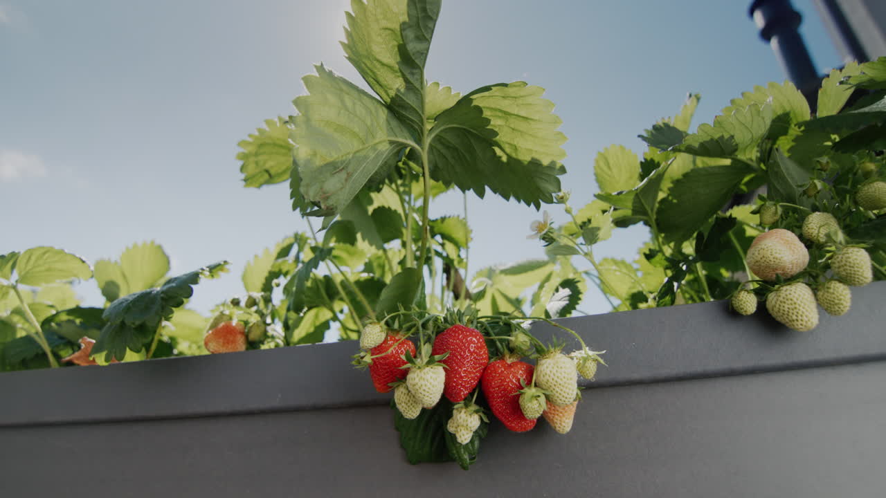 el sol ilumina las hermosas y jugosas fresas que crecen en el jardín holandés. slider 4k shot