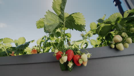 the sun illuminates the beautiful juicy strawberries that grow in the high dutch garden. slider 4k shot
