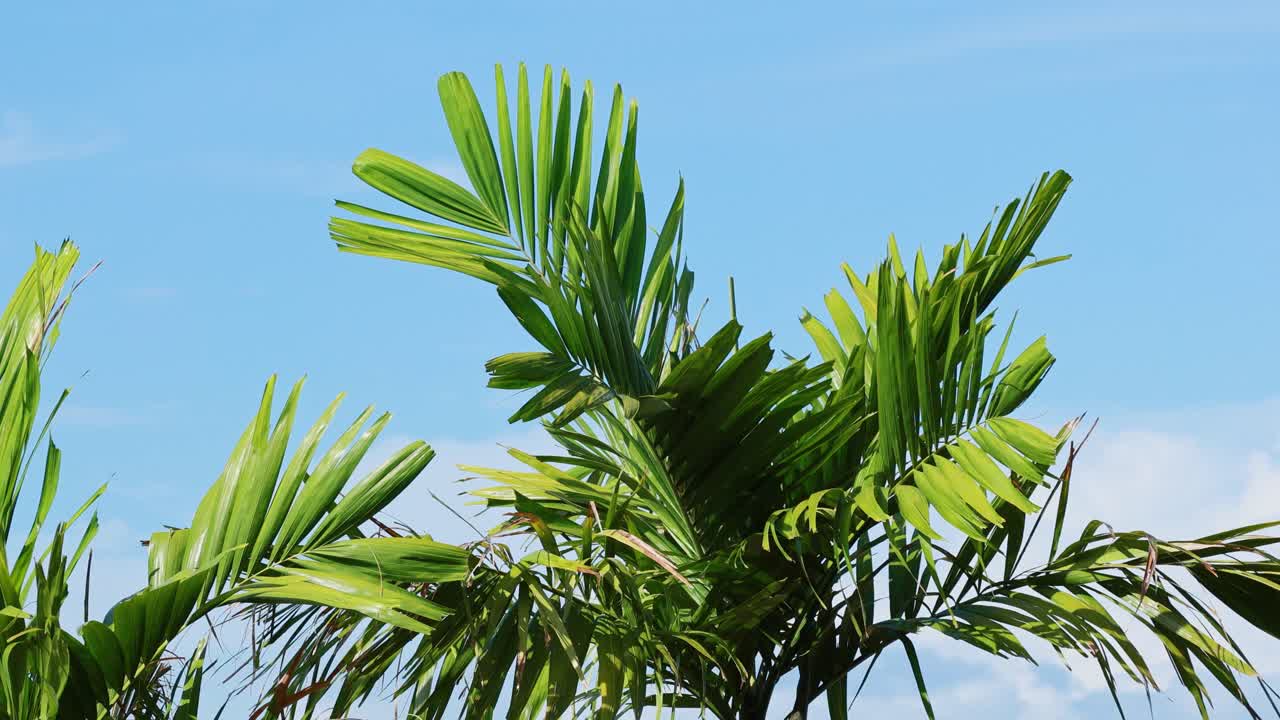 Palm leaves gently sway against a clear blue sky in Phuket, Thailand, capturing a serene tropical atmosphere