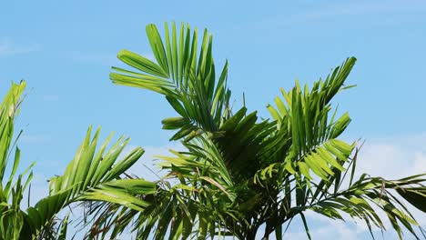 palm leaves gently sway against a clear blue sky in phuket, thailand, capturing a serene tropical atmosphere