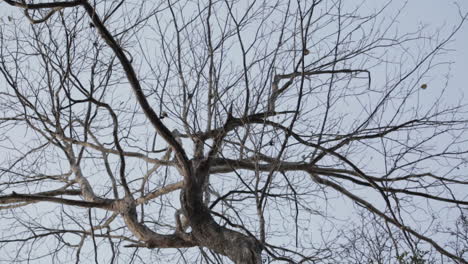 low angle zoom in shot of leafless tree in nature