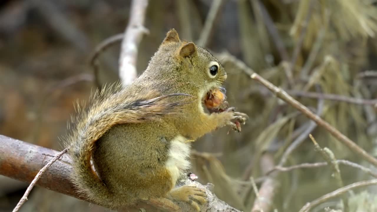 Close-up of a small American red squirrel feeding on a log in its habitat
