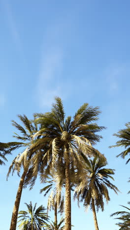 palmeras bajo un cielo azul claro
