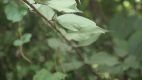 Journey-through-lush-forest,-vivid-green-leaves-in-focus,-dreamy-blurred-background,-tranquil-nature-immersion