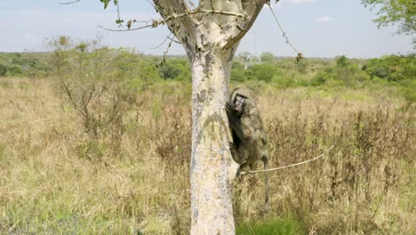 sleepy baboon climbs tree after rescue by ugandan animal conservation