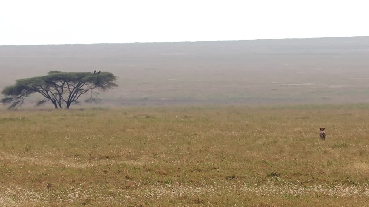 Szerokokątne ujęcie samotnego geparda patrolującego rozległe równiny Parku Narodowego Serengeti w Afryce. Kinowa scena dzikiej przyrody ukazująca zachowania drapieżników, krajobraz otwartej sawanny i nieskażoną naturę.