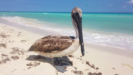 Cerca-De-Un-Pelícano-De-Pico-Negro-En-Una-Playa-De-Playa-Del-Carmen-Ubicada-En-La-Riviera-Maya,-México