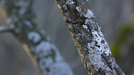 tree branches covered with lichen