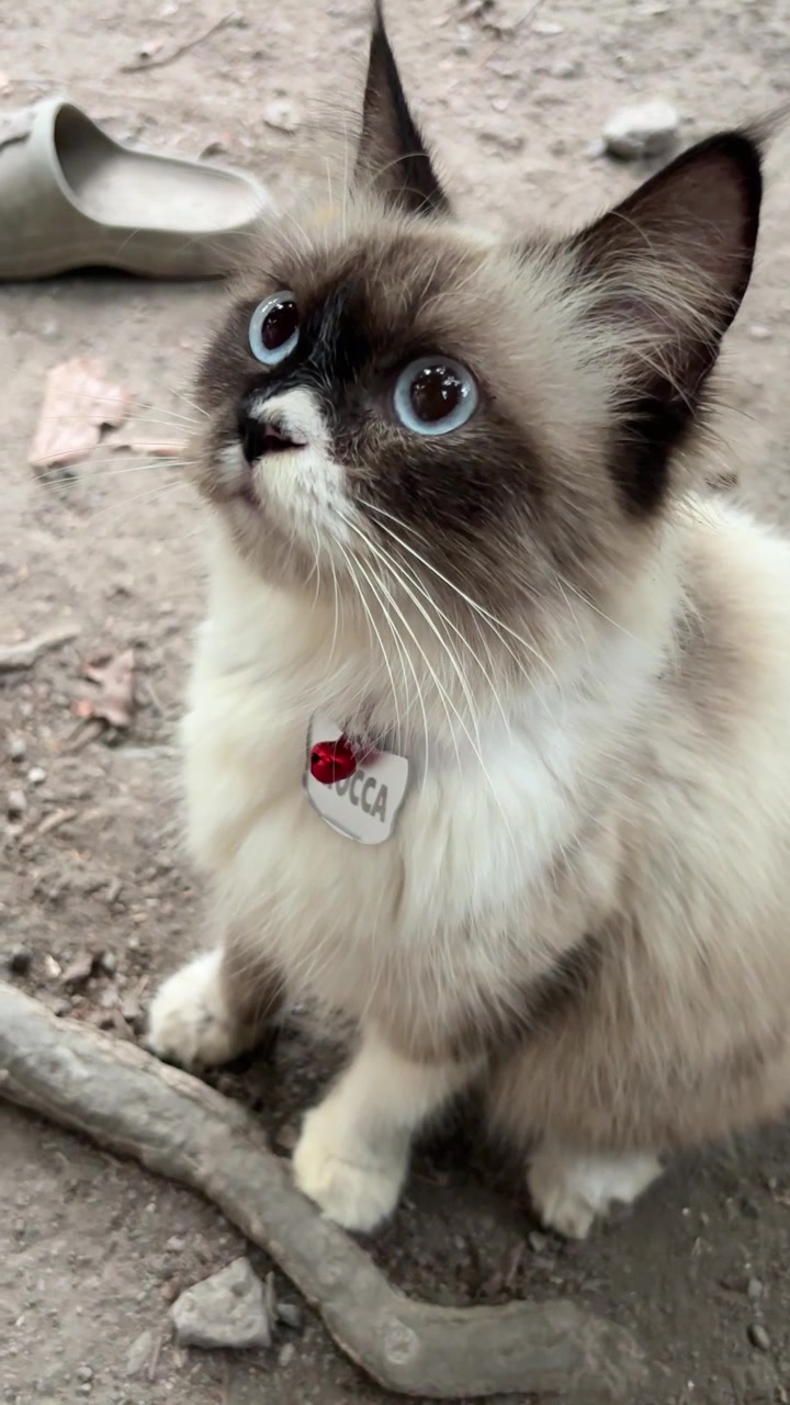 Adorabile gatto Ragdoll con gli occhi blu che guarda in alto all'aperto
