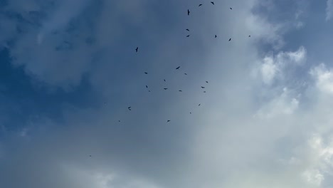 mirando hacia un grupo de pájaros negros dando vueltas en lo alto contra el cielo azul nublado
