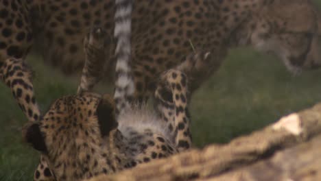 cheetah-playing-with-each-other