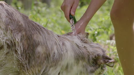 DOG-BATHING---Rinsing-the-head-of-a-husky-and-collie-mix-with-hose,-slow-motion