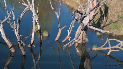 bosques de árboles en el agua del lago con reflejos en un día soleado - tiro estático
