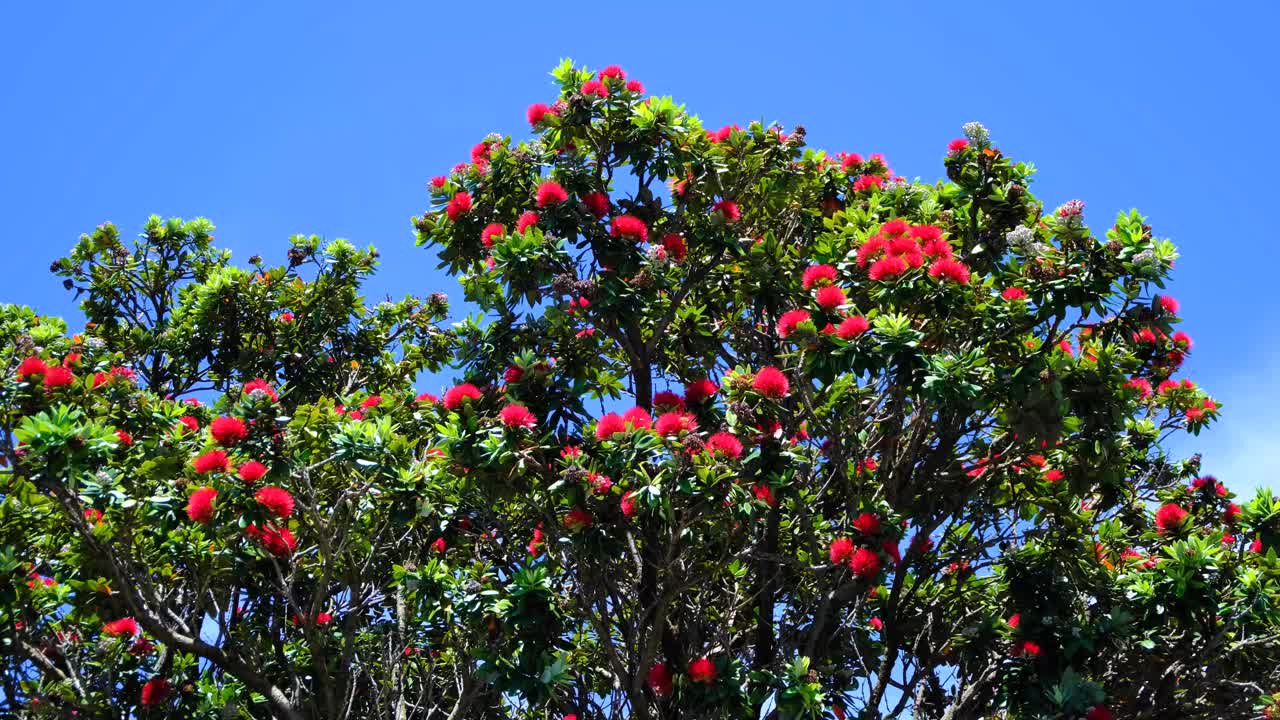 Pōhutukawa tree blooming with red flowers for Christmas in summer in Wellington, New Zealand Aotearoa