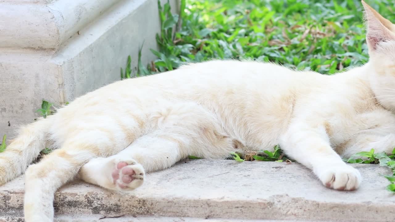 A white cat rests peacefully on a stone step surrounded by green grass.