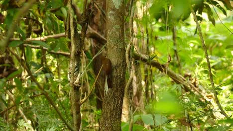 A-plain-brown-woodcreeper-hanging-on-a-tree-eating-an-insect-in-the-forest,-Dendrocincla-fuliginosa