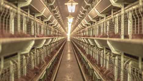 shot of a well lit corridor with caged chicken on both sides eating food in timelapse