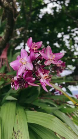 close-up of pink orchids