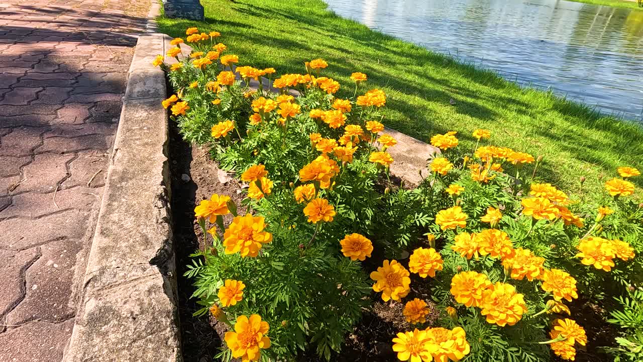 Fiori di calendula giallo brillante in un giardino