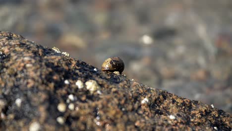 Small-limpet-snail-latched-onto-rock-by-lake-shore,-shimmering-water-behind