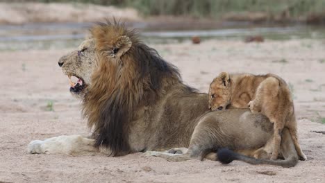 cute wide shot of a tiny lion cub climbing on a male lion's back, greater kruger