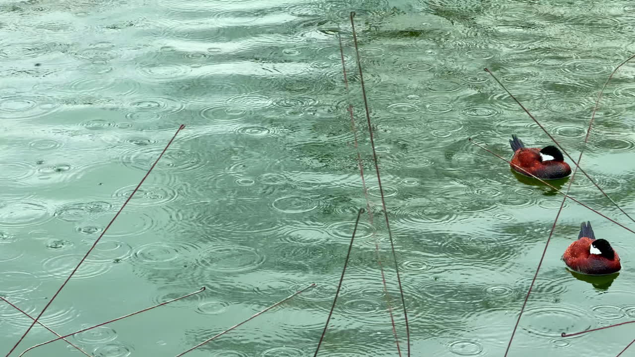 Birds float on a pond as rain creates ripples in the water during a rainy day in a natural area