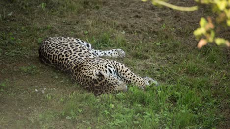 leopardo 0