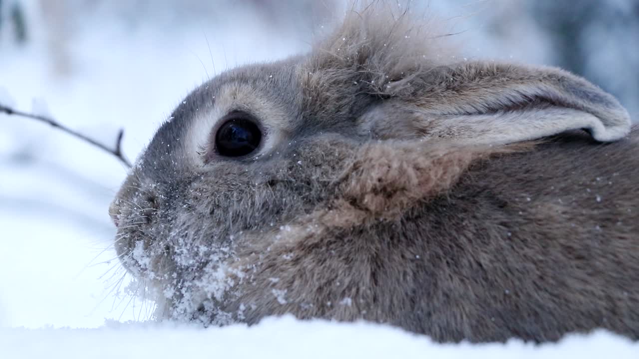 primer plano de un conejo en la nieve