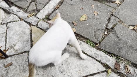 white cat sniffing between a stone floor in a village