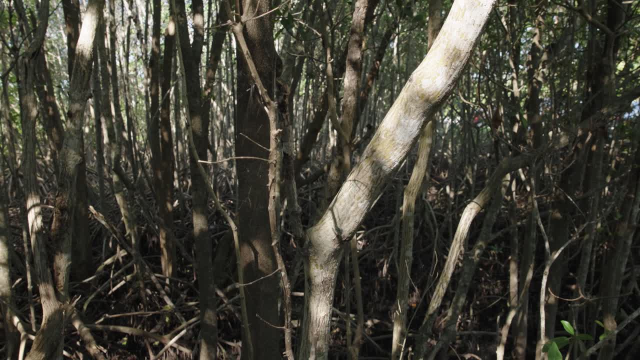 Passeggiata lungo le mangrovie nelle aree costiere alberate lungo le acque calme a Black Point, vicino al Biscayne National Park, in Florida. Paesaggi tropicali delle zone umide e un ecosistema naturale.