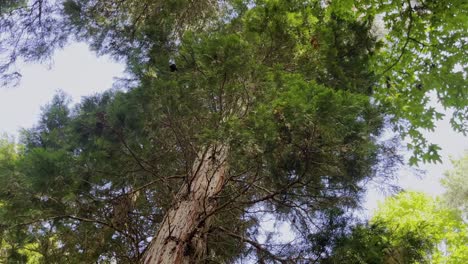 Calocedrus-Decurrens-Florin-Incienso-Cedro-En-Un-Bosque-En-Alemania-Con-El-Sol-Brillando-A-Través-De-Las-Hojas