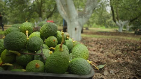 slow motion close up shot of avocados on an orchad in michoacan