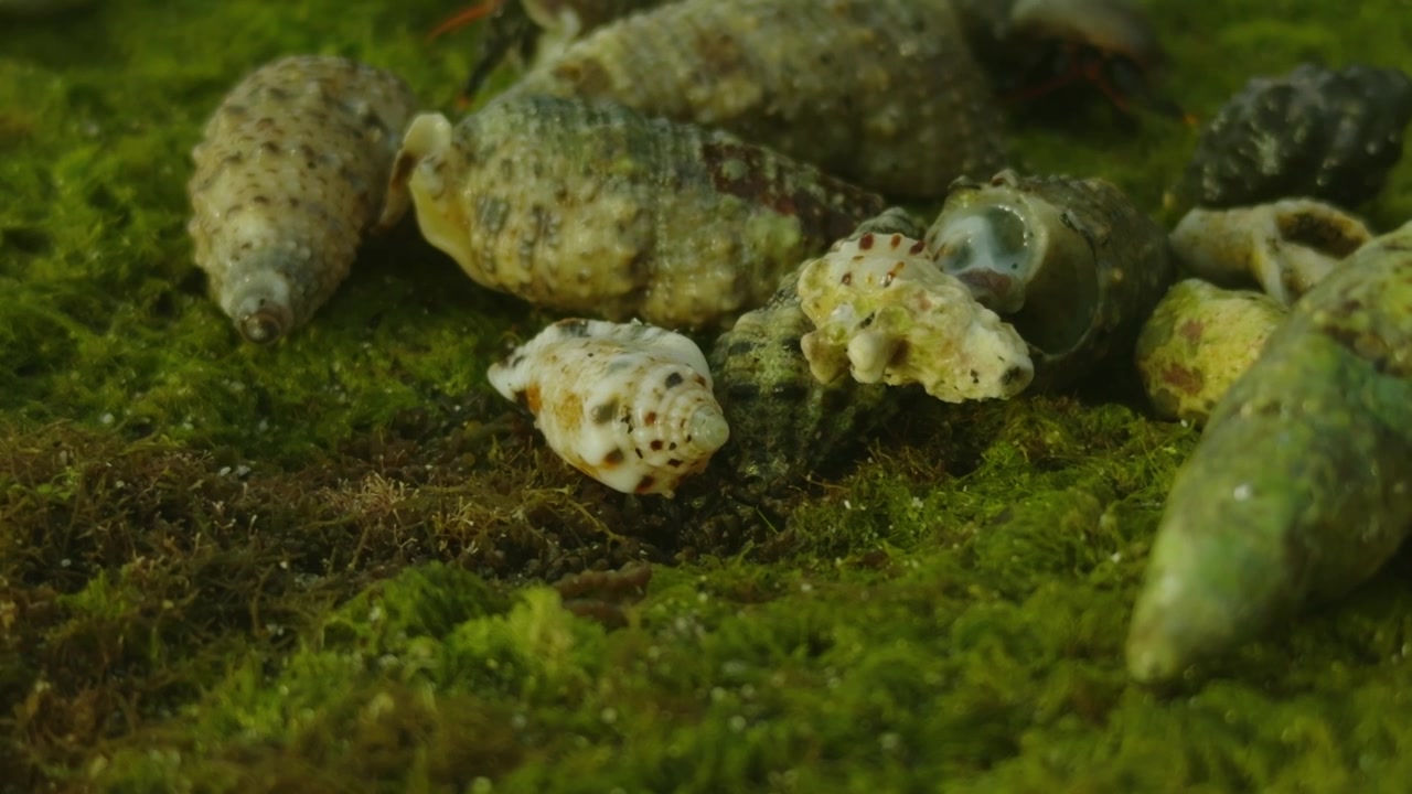 Primo piano di lumache di mare e paguri su muschio verde