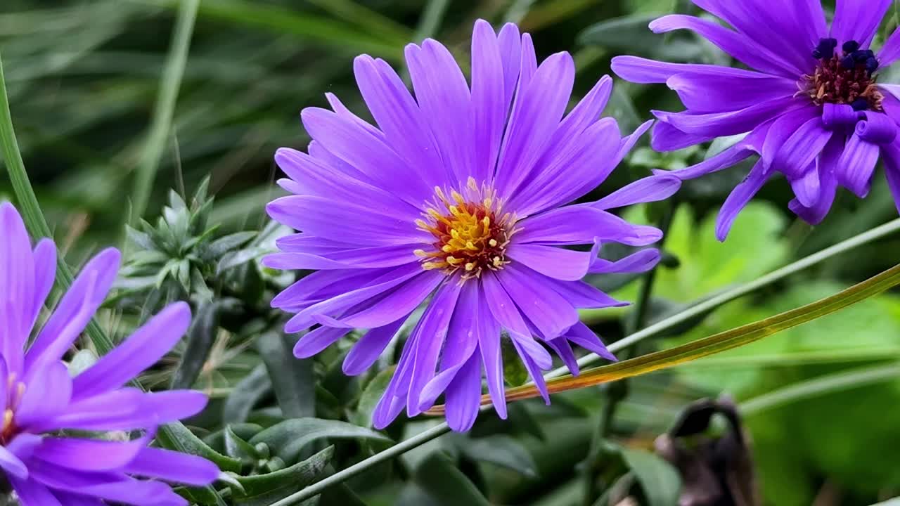 Purple wildflowers in full bloom with vibrant petals and green background, close-up view