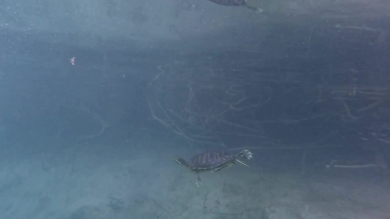 Small turtle swimming gracefully underwater in Greece, with moving water, handheld