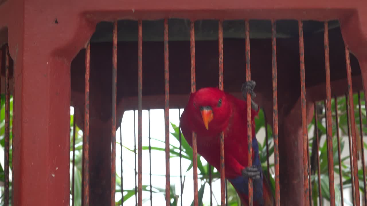 Close-Up of a Red Lory Parrot Inside a Metal Cage