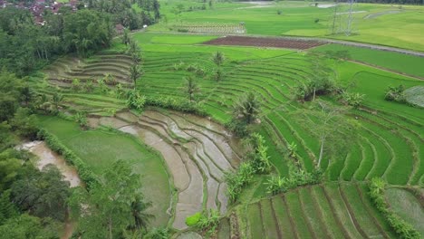 video de drones de un hermoso campo de arroz verde en terrazas cubierto de plantas de arroz con algunos cocoteros